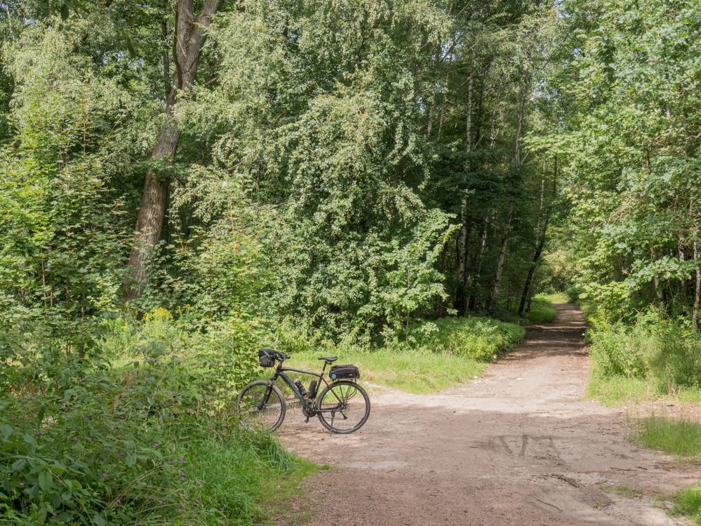 Szlak Lasu Zagórskiego w Sosnowcu