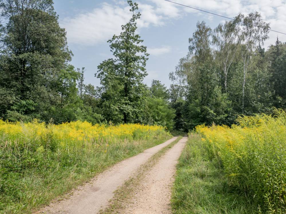 Szlak Lasu Zagórskiego w Sosnowcu